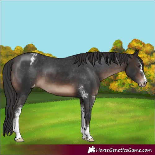 Horse Color:Brown Sabino Appaloosa
