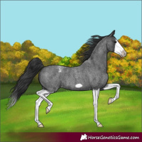 Horse Color:Blue Roan Splash Frame Varnish 