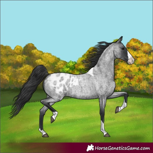 Horse Color:Blue Roan Splash Tobiano Appaloosa Rabicano 