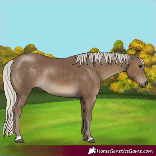 Horse Color:Silver Smoky Black Rabicano