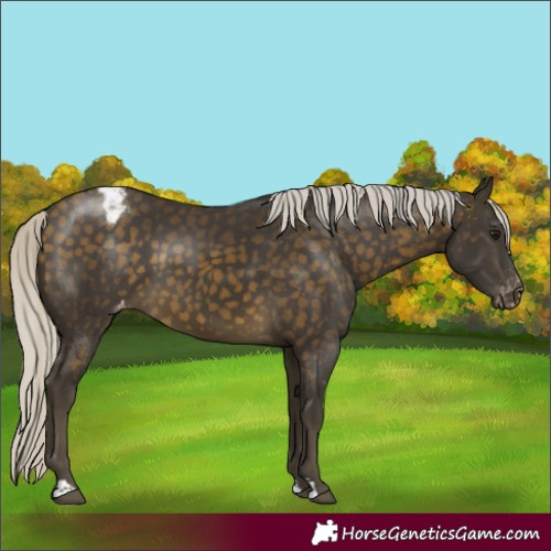 Horse Color:Silver Buckskin Appaloosa 