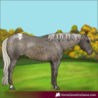 Horse Color:Silver Buckskin Varnish 