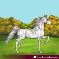 Horse Color:Silver Grullo Sabino Rabicano