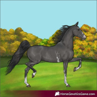 Horse Color:Black Sabino Rabicano 
