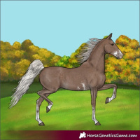 Horse Color:Silver Black Sabino 