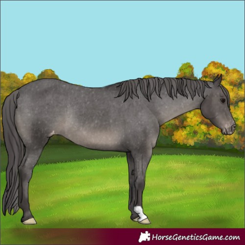 Horse Color:Smoky Black Varnish Rabicano 