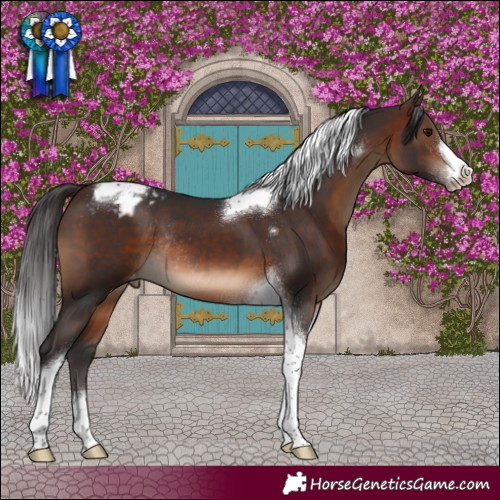 Horse Color:Brown Tobiano Frame Blanket Rabicano 