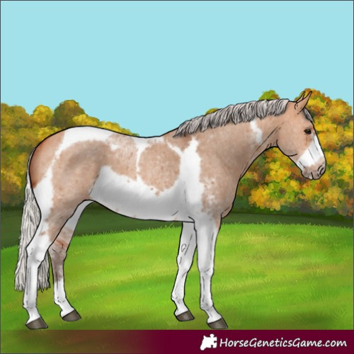 Horse Color:Silver Bay Dun Sabino Tobiano Frame Rabicano 