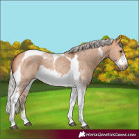Horse Color:Silver Bay Dun Sabino Tobiano Frame Rabicano