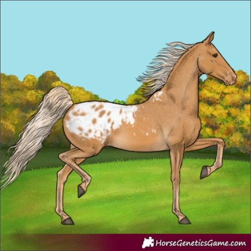 Horse Color:Palomino Blanket