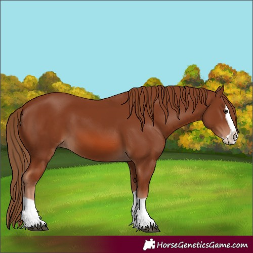 Horse Color:Chestnut Splash 