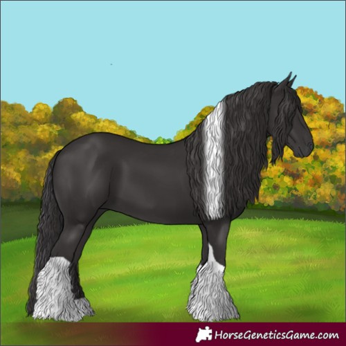 Horse Color:Smoky Black Tobiano