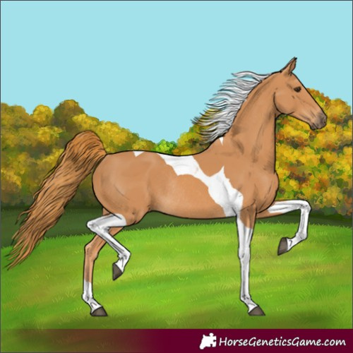 Horse Color:Chestnut Tobiano Rabicano