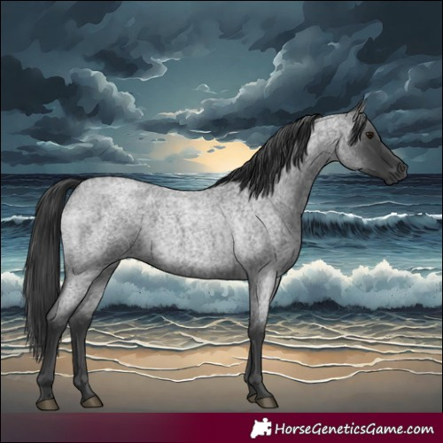 Horse Color:Blue Roan