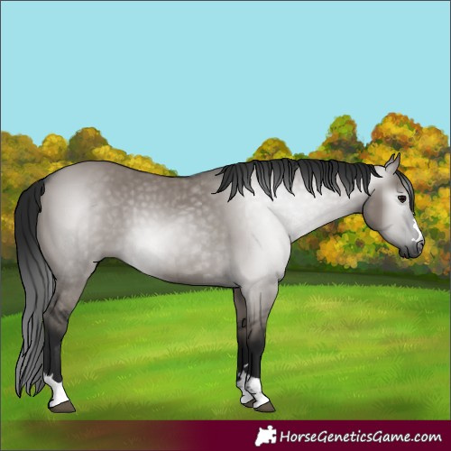 Horse Color:Gray Grullo