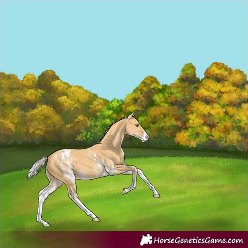 Horse Color:White Spotted Silver Amber Cream Champagne Appaloosa 