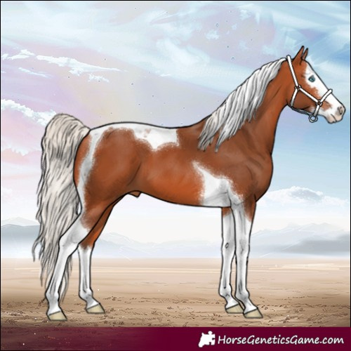 Horse Color:Silver Bay Splash Tobiano 