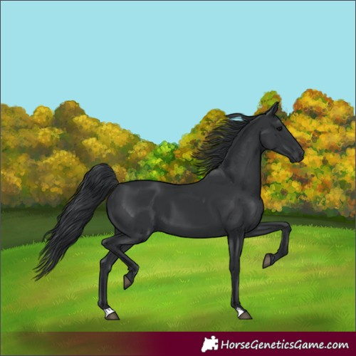 Horse Color:Black 