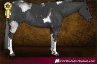 Horse Color:Black Sabino Tobiano Rabicano and Black Sabino Tobiano Rabicano