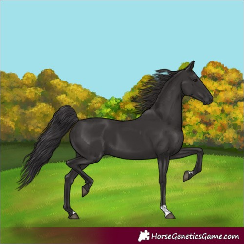 Horse Color:Unknown 