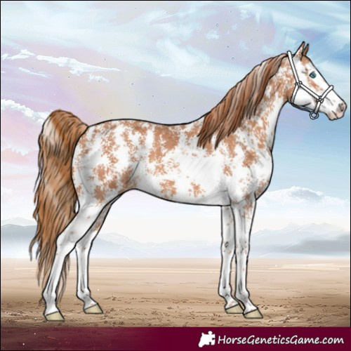 Horse Color:Chestnut Sabino Splash 