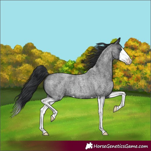 Horse Color:Blue Roan Splash 