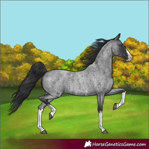 Horse Color:Blue Roan Sabino Splash 