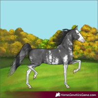 Horse Color:Black Sabino Splash