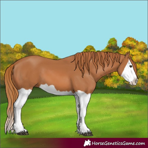 Horse Color:Chestnut Splash 