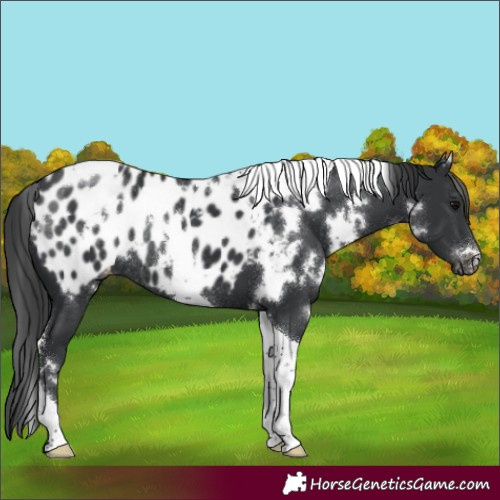 Horse Color:White Spotted Black Tobiano Appaloosa Rabicano