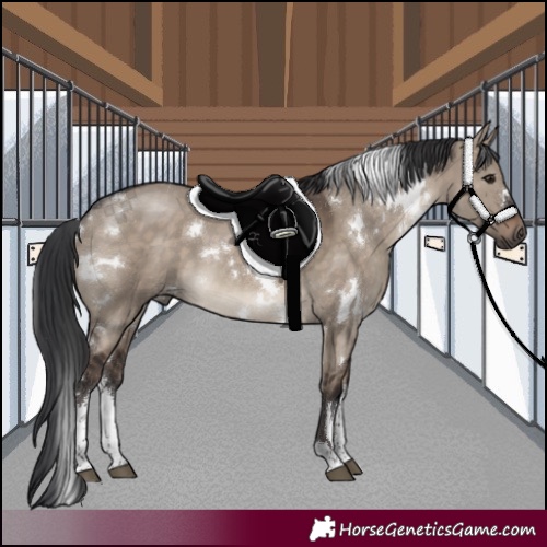 Horse Color:White Spotted Brown Dun