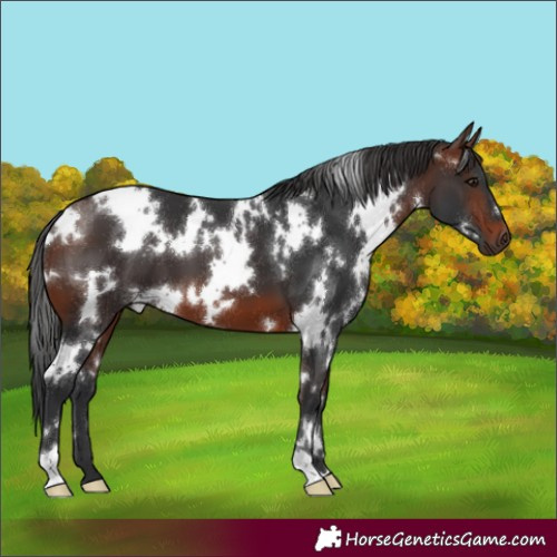 Horse Color:White Spotted Brown 