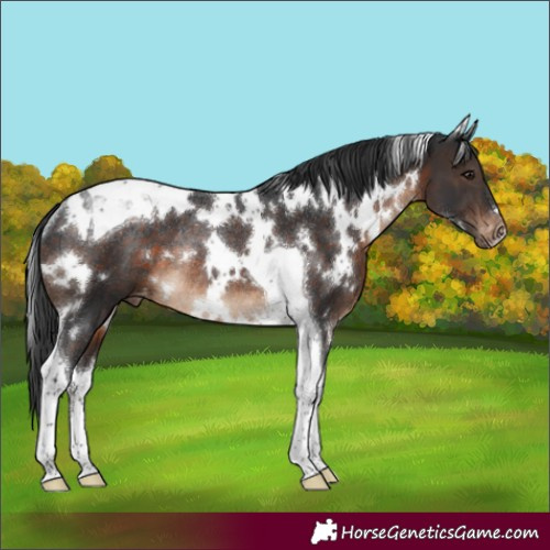 Horse Color:White Spotted Brown Tobiano Appaloosa Rabicano 