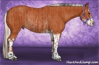 Horse Color:Bay Sabino Rabicano and Silver Bay Sabino Rabicano