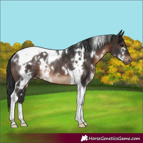 Horse Color:White Spotted Brown Tobiano Appaloosa Rabicano 