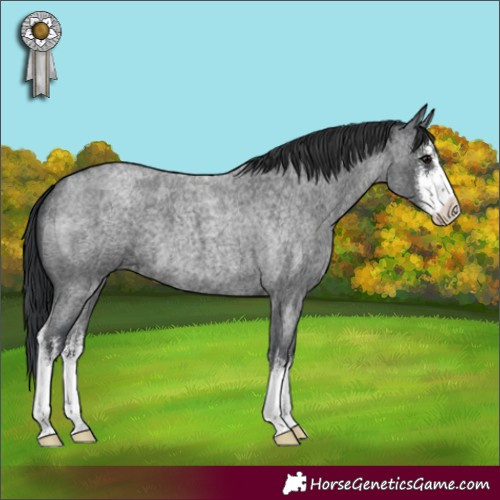 Horse Color:White Spotted Blue Roan 