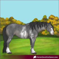 Horse Color:Black Sabino 