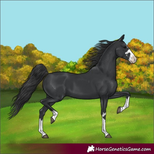 Horse Color:Black Splash