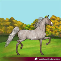 Horse Color:Silver Blue Roan Frame 
