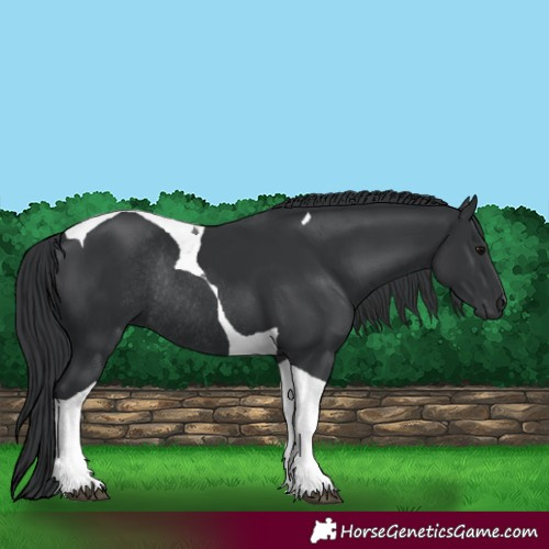 Horse Color:Black Tobiano Rabicano