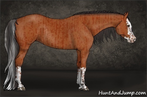 Horse Color:Bay Sabino Rabicano  and Bay Sabino Splash Rabicano 