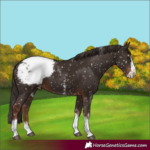 Horse Color:Liver Chestnut Sabino Splash Tobiano Appaloosa Rabicano 