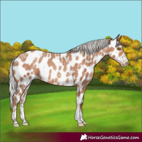 Horse Color:Powder White Silver Sable Champagne Sabino Appaloosa Rabicano