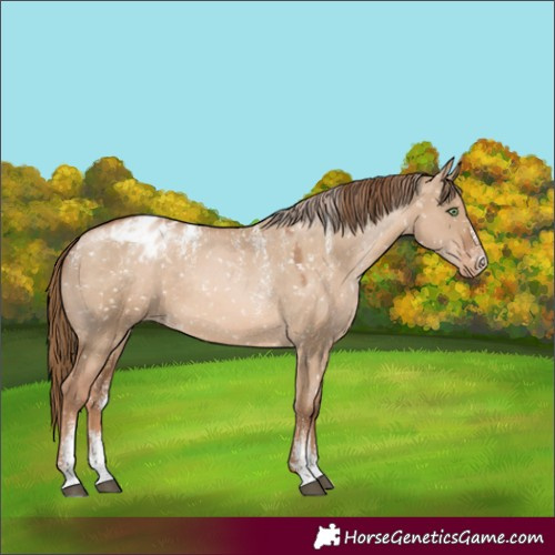 Horse Color:Powder White Liver Red Dun Pearl Appaloosa Rabicano