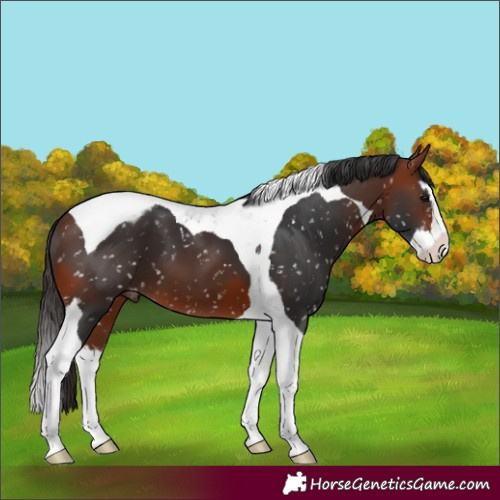 Horse Color:Bay Splash Tobiano Appaloosa 