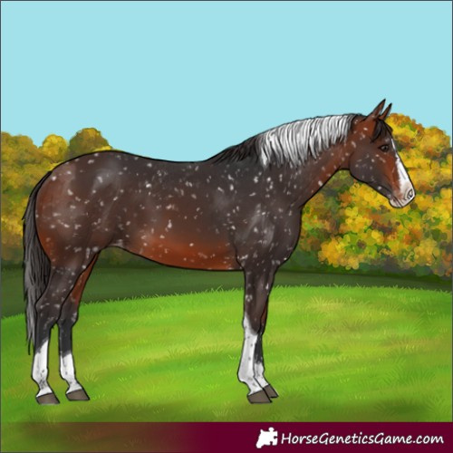 Horse Color:Bay Splash Tobiano Appaloosa Rabicano 