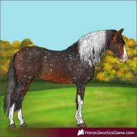 Horse Color:Bay Splash Tobiano Snowflake Varnish Rabicano 