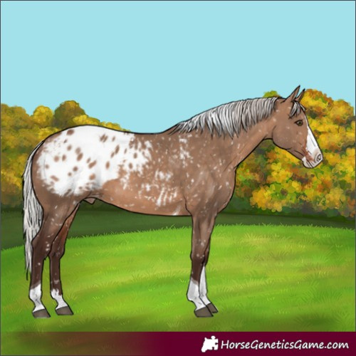 Horse Color:Silver Brown Dun Splash Tobiano Appaloosa 