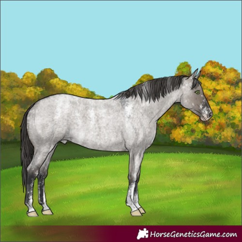 Horse Color:Powder White Grullo Roan Appaloosa Rabicano 