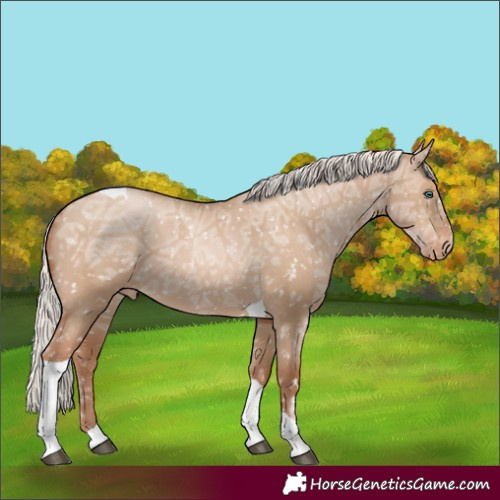Horse Color:Silver Grullo Ice Pearl Tobiano Appaloosa Rabicano 